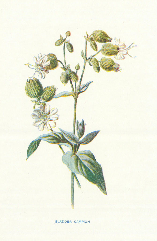 Bladder Campion. Wild Flowers by Frederick Edward Hulme c1895 old print